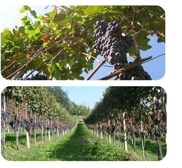 vini dolcetto barbera barolo